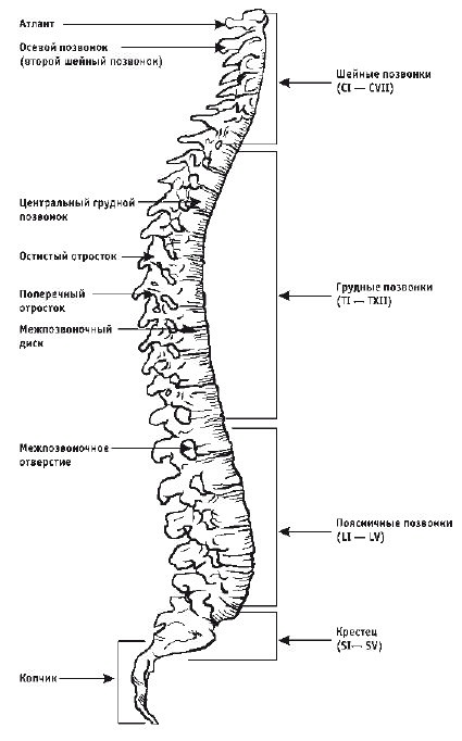 Иллюстрация к книге — Кинезитерапия суставов и позвоночника [i_001.jpg]