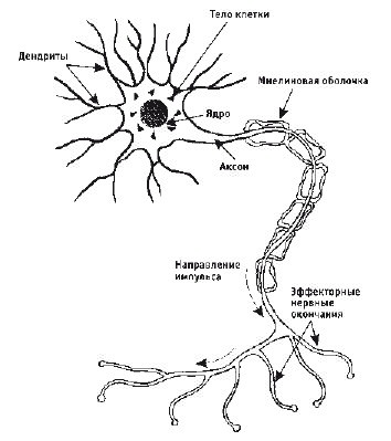 Иллюстрация к книге — Кинезитерапия суставов и позвоночника [i_005.jpg]