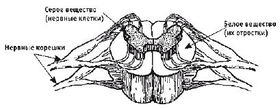Иллюстрация к книге — Кинезитерапия суставов и позвоночника [i_006.jpg]