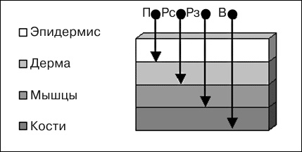 Иллюстрация к книге — Массаж от классики до экзотики. Полная энциклопедия систем, видов, техник, методик [i_018.jpg]