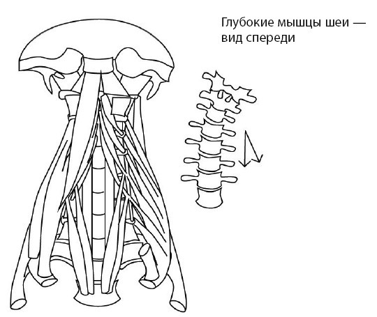 Иллюстрация к книге — 1000 ответов на вопросы, как вернуть здоровье [i_044.jpg]