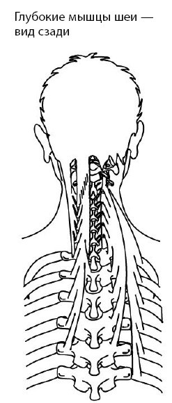 Иллюстрация к книге — 1000 ответов на вопросы, как вернуть здоровье [i_045.jpg]