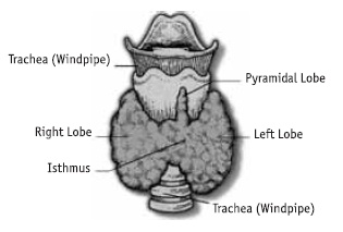 Иллюстрация к книге — Заболевания щитовидной железы. Лечение и профилактика [i_005.jpg]