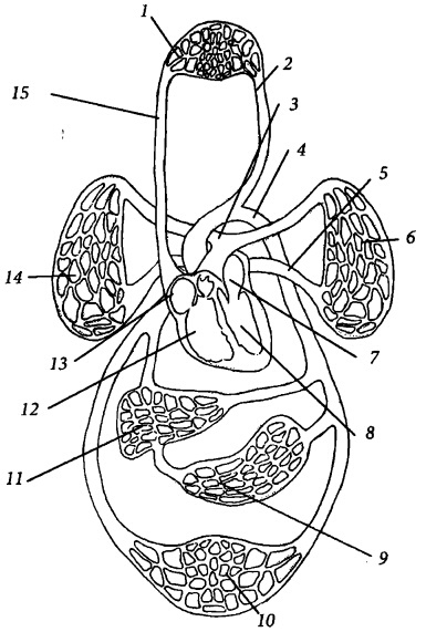 Иллюстрация к книге — Здоровое сердце и сосуды [i_003.jpg]