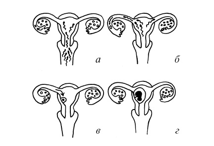 Иллюстрация к книге — Буду мамой! Все о беременности и первом годе жизни малыша. 1000 ответов на 1000 главных вопросов [i_017.jpg]