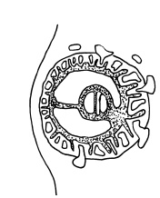 Иллюстрация к книге — Буду мамой! Все о беременности и первом годе жизни малыша. 1000 ответов на 1000 главных вопросов [i_019.jpg]