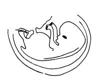 Иллюстрация к книге — Буду мамой! Все о беременности и первом годе жизни малыша. 1000 ответов на 1000 главных вопросов [i_020.jpg]