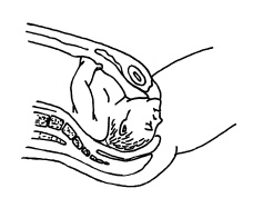 Иллюстрация к книге — Буду мамой! Все о беременности и первом годе жизни малыша. 1000 ответов на 1000 главных вопросов [i_032.jpg]