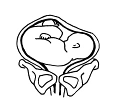 Иллюстрация к книге — Буду мамой! Все о беременности и первом годе жизни малыша. 1000 ответов на 1000 главных вопросов [i_034.jpg]