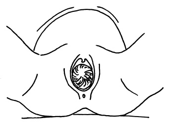 Иллюстрация к книге — Буду мамой! Все о беременности и первом годе жизни малыша. 1000 ответов на 1000 главных вопросов [i_043.jpg]