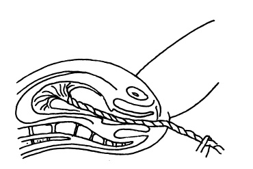 Иллюстрация к книге — Буду мамой! Все о беременности и первом годе жизни малыша. 1000 ответов на 1000 главных вопросов [i_046.jpg]