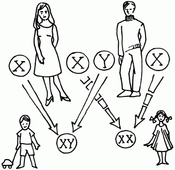 Иллюстрация к книге — 1001 вопрос будущей мамы. Большая книга ответов на все вопросы [i_006.jpg]