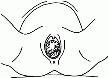 Иллюстрация к книге — 1001 вопрос будущей мамы. Большая книга ответов на все вопросы [i_062.jpg]