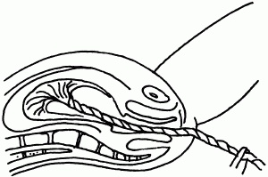 Иллюстрация к книге — 1001 вопрос будущей мамы. Большая книга ответов на все вопросы [i_065.jpg]