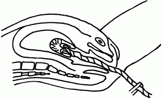 Иллюстрация к книге — 1001 вопрос будущей мамы. Большая книга ответов на все вопросы [i_066.jpg]