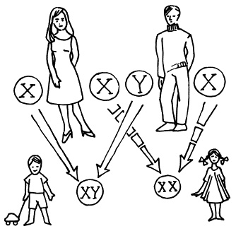 Иллюстрация к книге — Все, что будущая мама хочет знать, но не знает, у кого спросить [i_006.jpg]