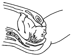 Иллюстрация к книге — Все, что будущая мама хочет знать, но не знает, у кого спросить [i_043.jpg]