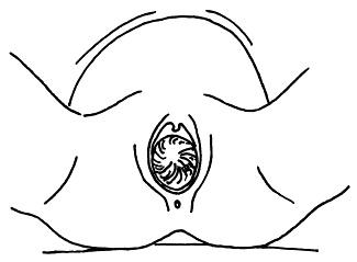 Иллюстрация к книге — Все, что будущая мама хочет знать, но не знает, у кого спросить [i_054.jpg]