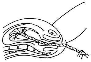 Иллюстрация к книге — Все, что будущая мама хочет знать, но не знает, у кого спросить [i_057.jpg]