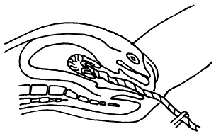 Иллюстрация к книге — Все, что будущая мама хочет знать, но не знает, у кого спросить [i_058.jpg]