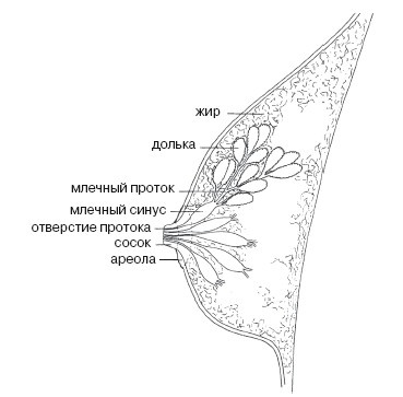 Иллюстрация к книге — Ваша жизнь в ваших руках. Как понять, победить и предотвратить рак груди и яичников [i_003.jpg]
