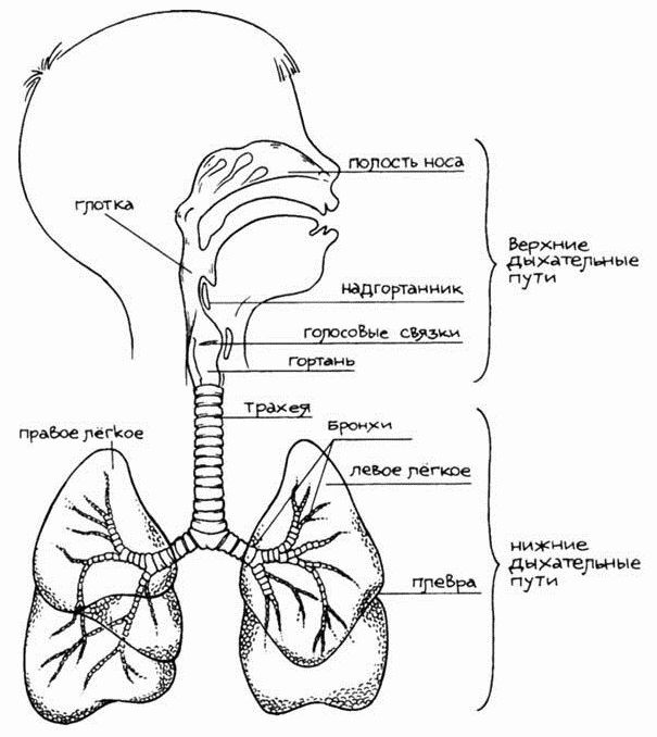 Иллюстрация к книге — Книга от кашля. О детском кашле для мам и пап [i_003.jpg]