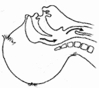 Иллюстрация к книге — Неотложная помощь. Справочник для родителей. Всегда под рукой [i_010.jpg]