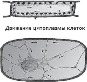Иллюстрация к книге — Сыроедение против предрассудков. Эволюция в питании человека [i_019.jpg]