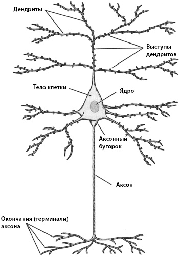 Иллюстрация к книге — Тайны мозга вашего ребенка [_08.jpg]