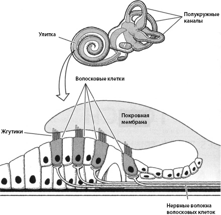 Иллюстрация к книге — Тайны мозга вашего ребенка [_23.jpg]