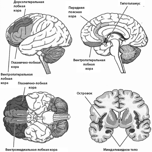 Иллюстрация к книге — Тайны мозга вашего ребенка [_38.jpg]