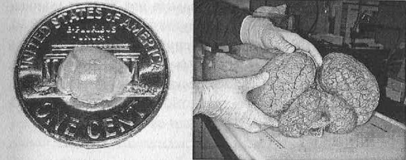 Иллюстрация к книге — Тайны нашего мозга, или Почему умные люди делают глупости [i_002.jpg]