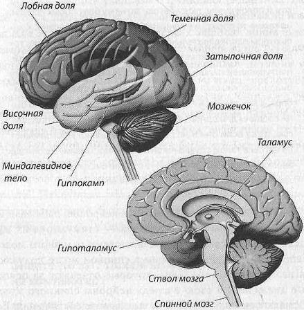 Иллюстрация к книге — Тайны нашего мозга, или Почему умные люди делают глупости [i_004.jpg]