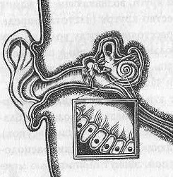 Иллюстрация к книге — Тайны нашего мозга, или Почему умные люди делают глупости [i_008.jpg]