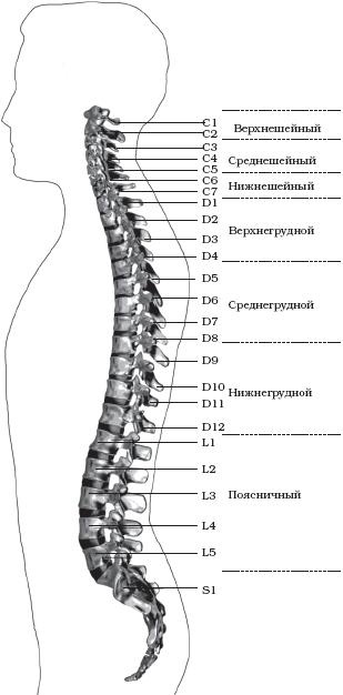 Иллюстрация к книге — Все о позвоночнике для тех, кому за... [_01.jpg]