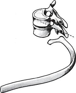 Иллюстрация к книге — Все о позвоночнике для тех, кому за... [_02.jpg]