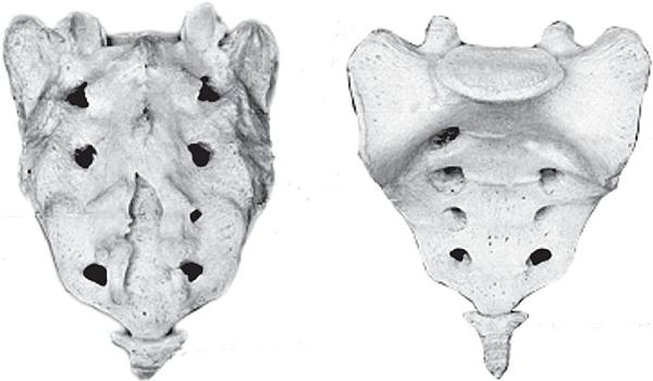 Иллюстрация к книге — Все о позвоночнике для тех, кому за... [_03.jpg]