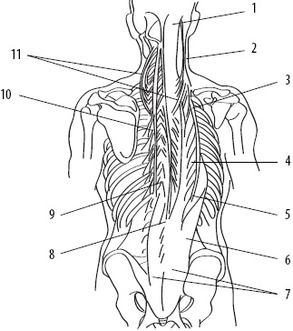 Иллюстрация к книге — Скульптурная гимнастика для мышц, суставов и внутренних органов [Autogen_eBook_id11.jpg]