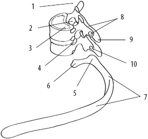 Иллюстрация к книге — Скульптурная гимнастика для мышц, суставов и внутренних органов [Autogen_eBook_id15.jpg]