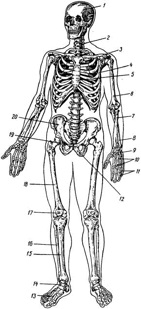 Иллюстрация к книге — Человек в экстремальной ситуации [i_069.jpg]