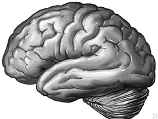 Иллюстрация к книге — Измени свой мозг - изменится и возраст! [i_043.jpg]