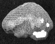 Иллюстрация к книге — Измените свой мозг - изменится и жизнь! [i_009.jpg]