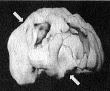 Иллюстрация к книге — Измените свой мозг - изменится и жизнь! [i_015.jpg]