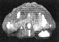 Иллюстрация к книге — Измените свой мозг - изменится и жизнь! [i_030.jpg]