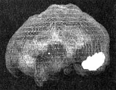 Иллюстрация к книге — Измените свой мозг - изменится и жизнь! [i_068.jpg]