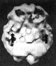 Иллюстрация к книге — Измените свой мозг - изменится и жизнь! [i_078.jpg]