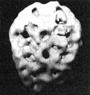 Иллюстрация к книге — Измените свой мозг - изменится и жизнь! [i_096.jpg]