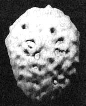 Иллюстрация к книге — Измените свой мозг - изменится и жизнь! [i_108.jpg]