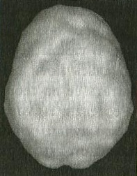 Иллюстрация к книге — Мозг и любовь. Секреты практической нейробиологии [i_003.jpg]