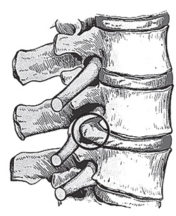 Иллюстрация к книге — 3 лучшие системы от боли в спине [i_009.jpg]